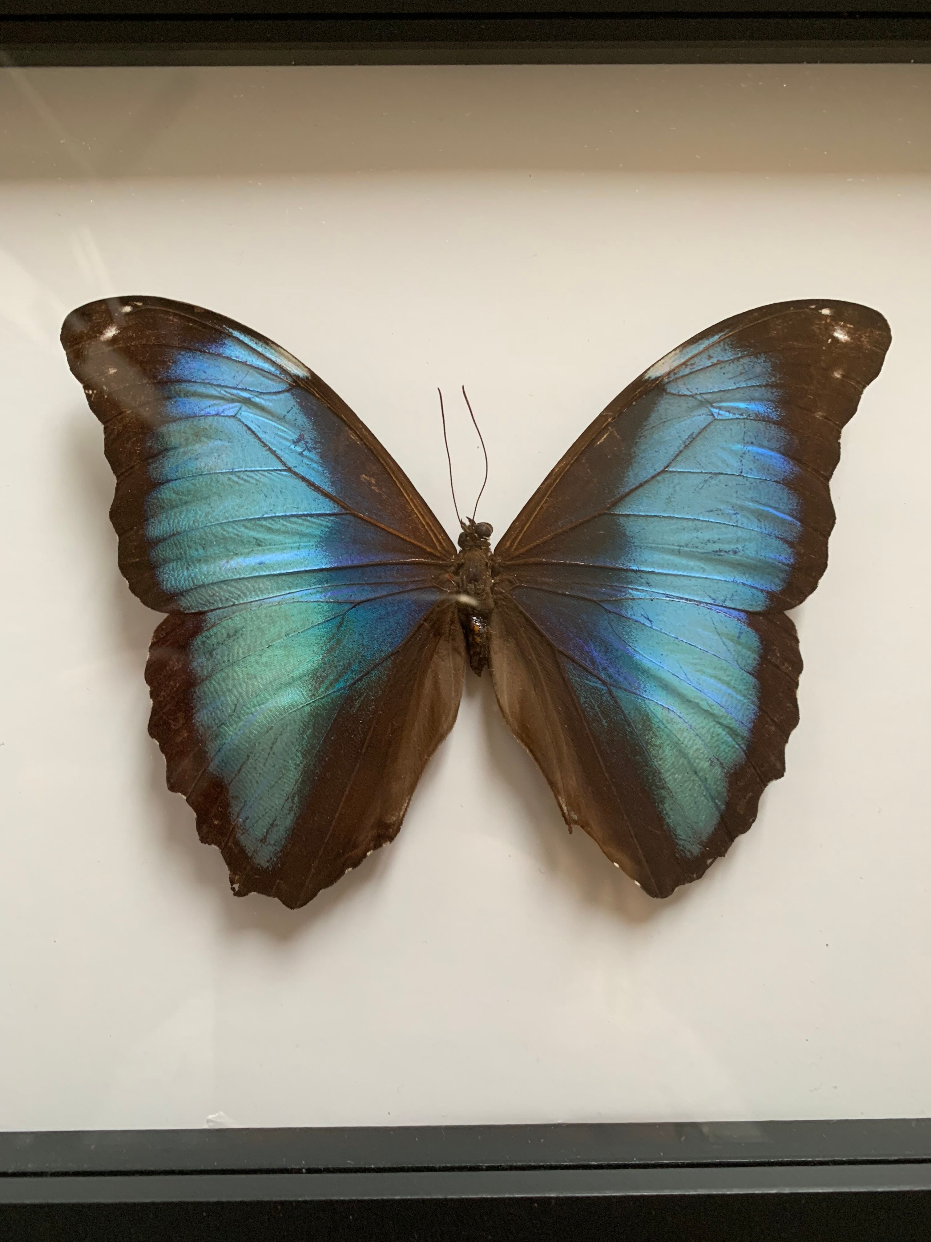 Naturalized butterfly frame