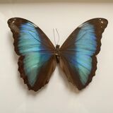 Naturalized butterfly frame