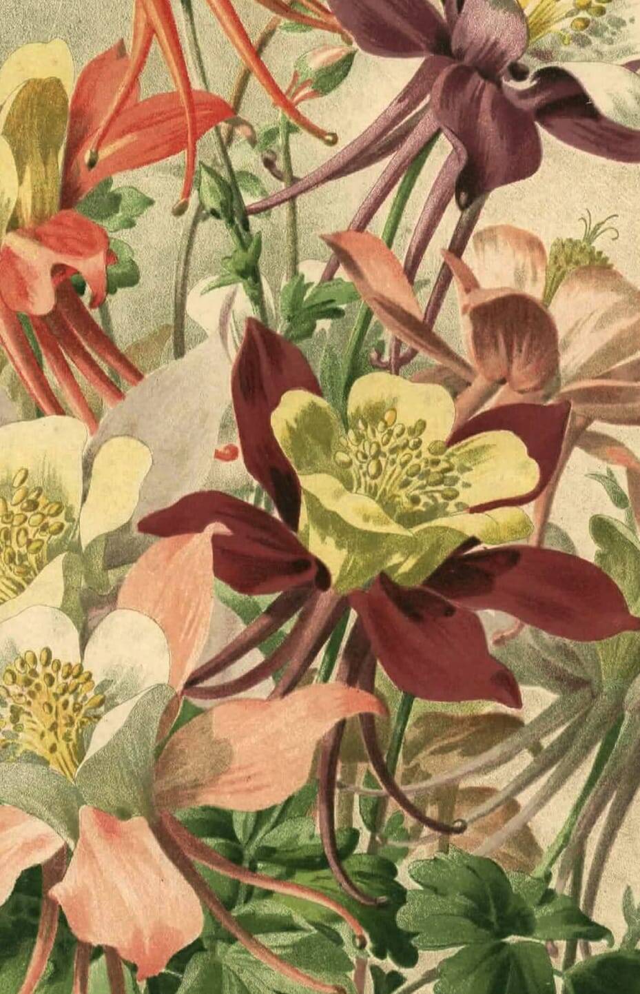 Botanical engraving from 1896 by Godart • Hybrid columbines Aquilegia coerulea • Old lithograph