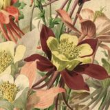 Botanical engraving from 1896 by Godart • Hybrid columbines Aquilegia coerulea • Old lithograph