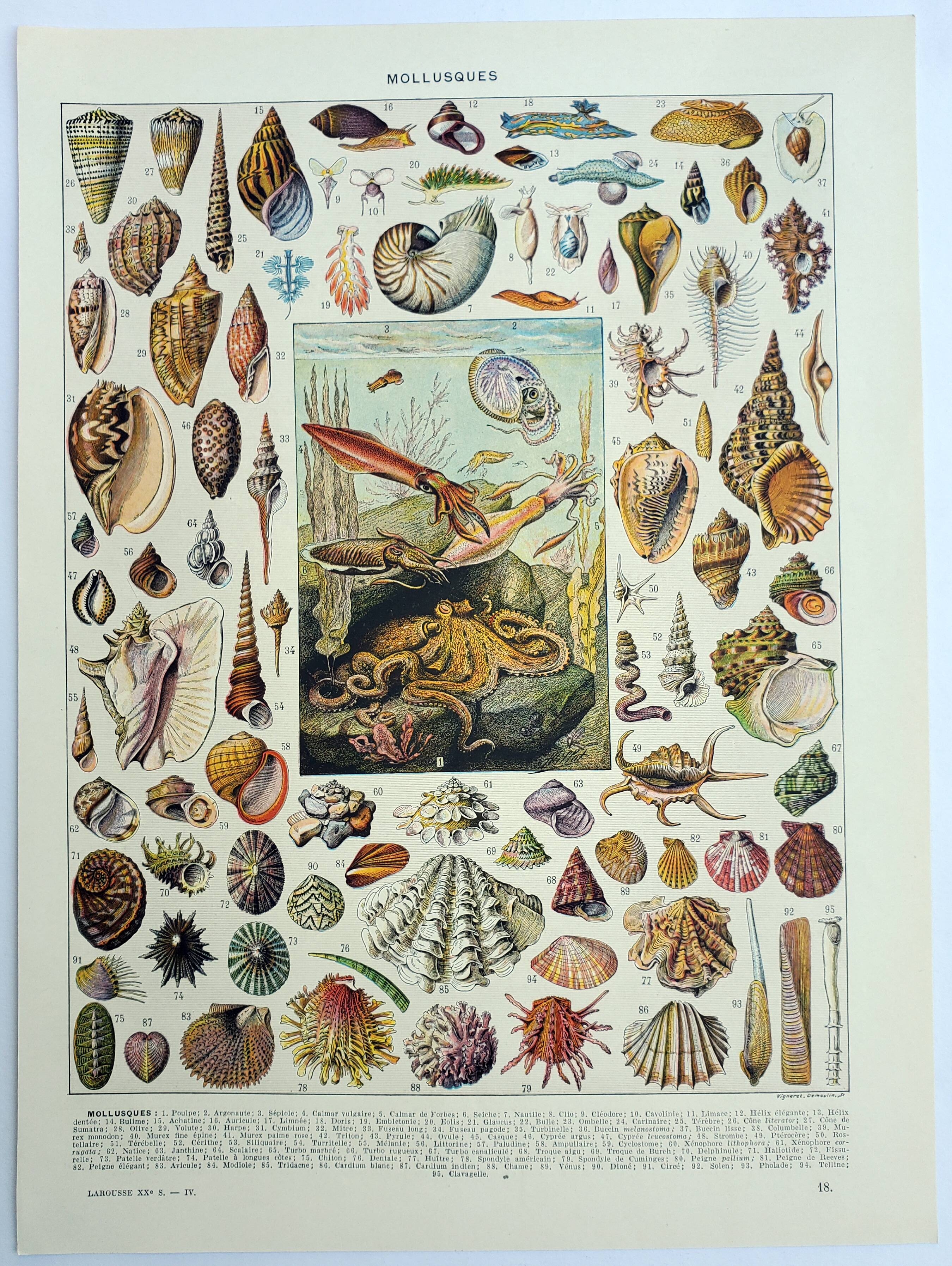 Gravure ancienne 1928, Mollusque, coquillage, escargot, animaux • Lithographie, illustration origina
