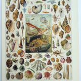 Old engraving 1928, Mollusk, shell, snail, animals • Lithograph, original illustration