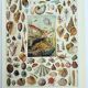 Gravure ancienne 1928, Mollusque, coquillage, escargot, animaux • Lithographie, illustration origina