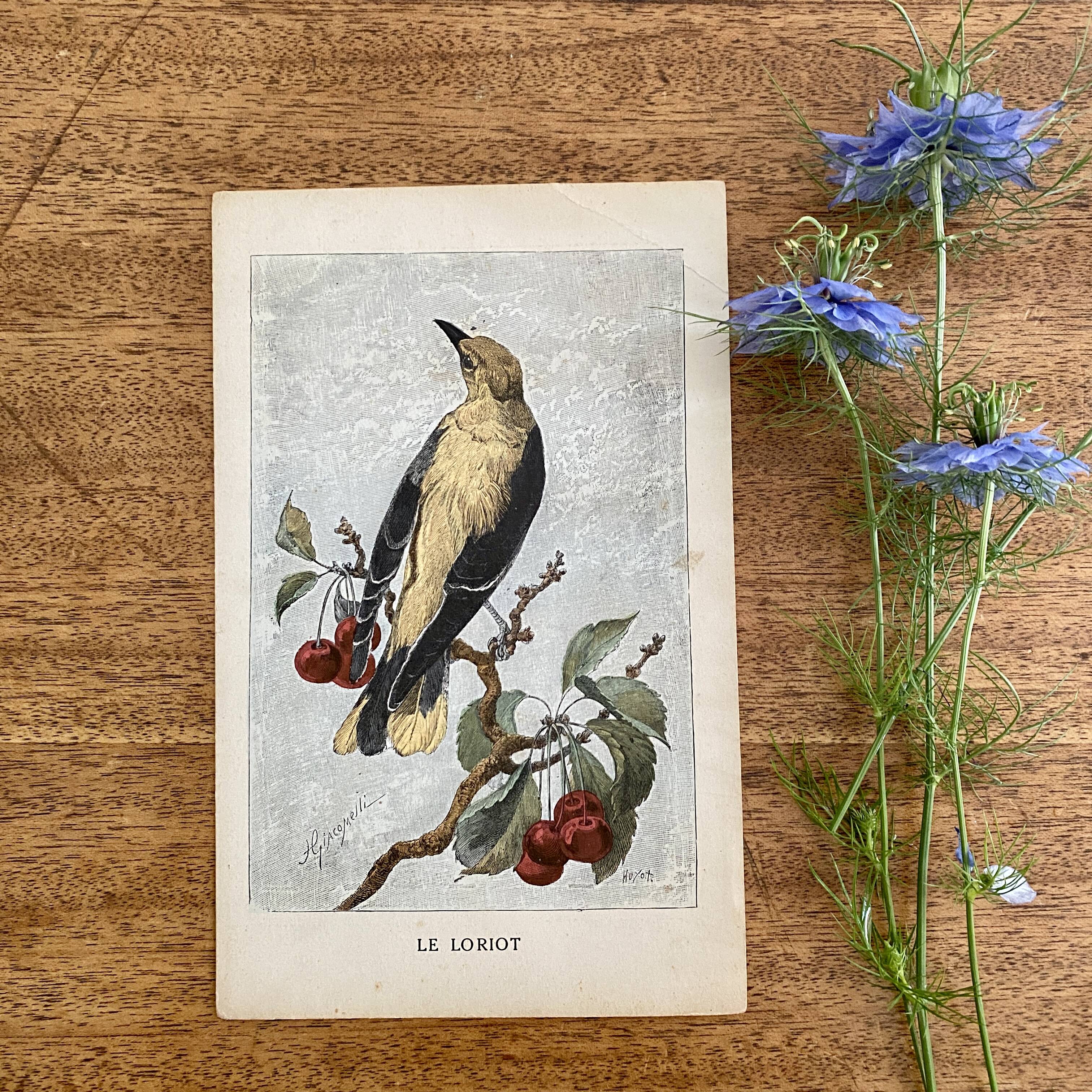 ancienne gravure d'oiseau - giacomelli et huyot - le loriot -