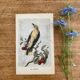 ancienne gravure d'oiseau - giacomelli et huyot - le loriot -