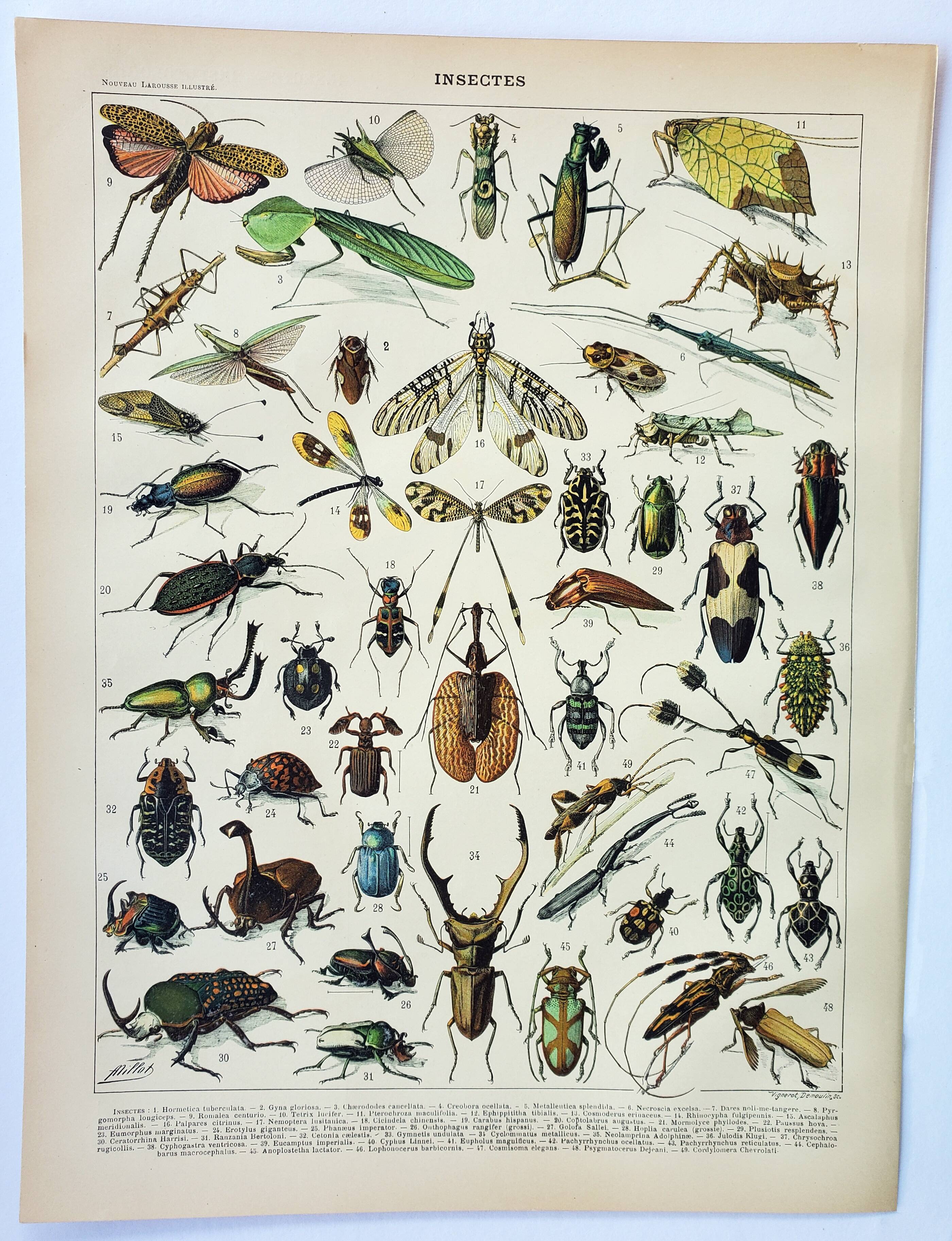 Antique engraving 1898, Insects 1, entomology • Lithograph, original illustration