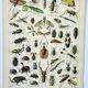 Antique engraving 1898, Insects 1, entomology • Lithograph, original illustration