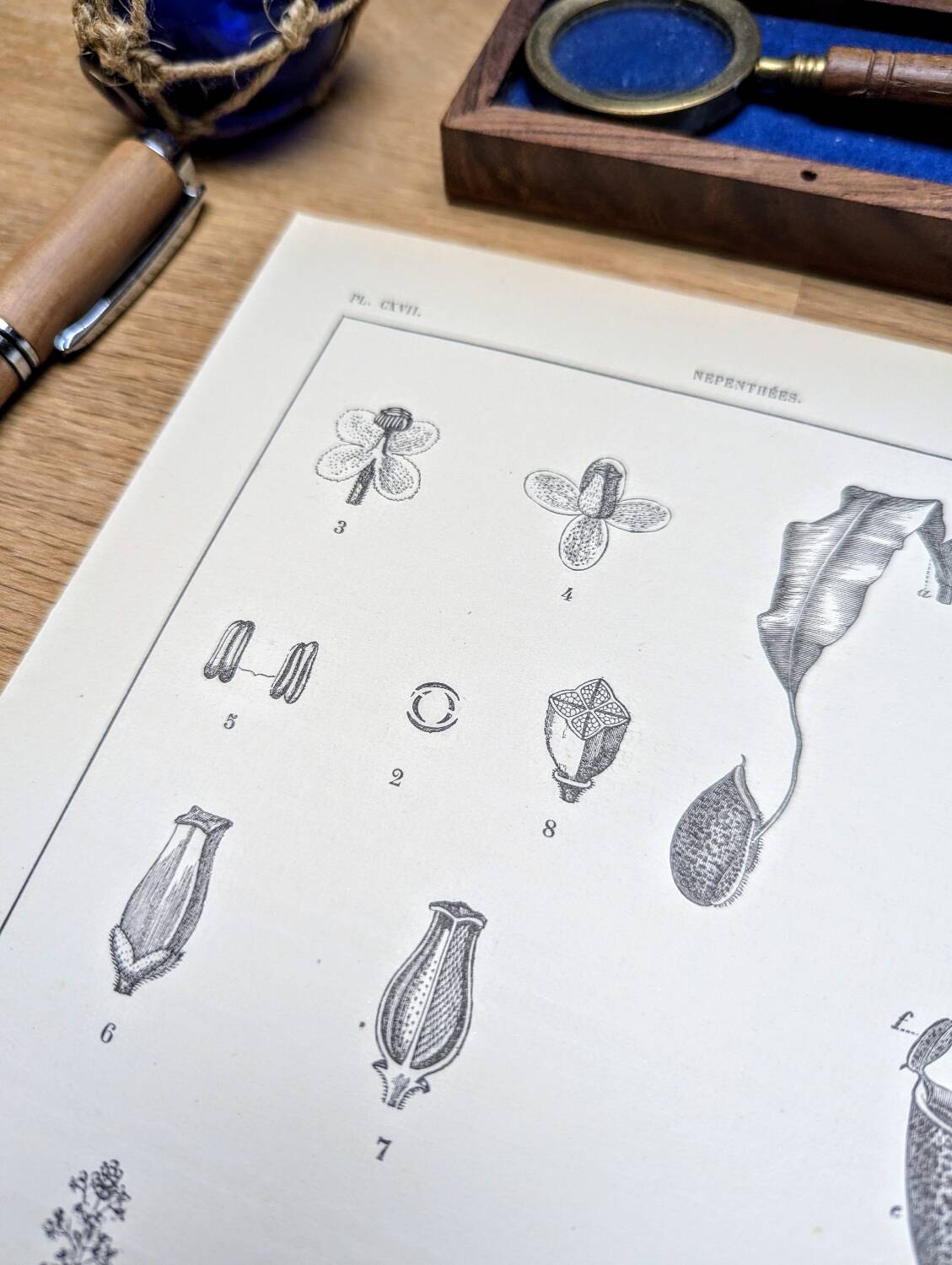 Printed in 1889, the Nepenthes (carnivorous plants).
