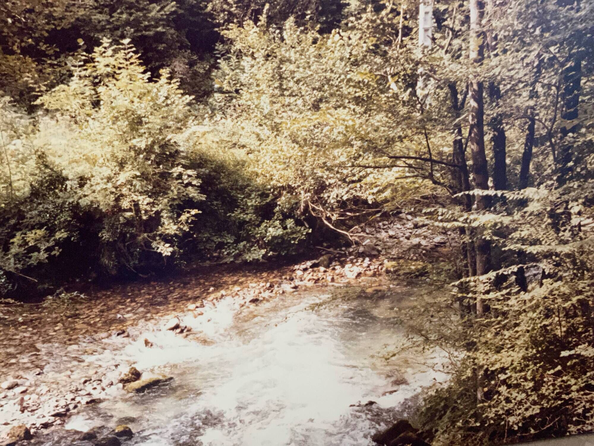 Large old photo, 70s, forest landscape - laminated
