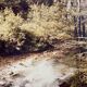 Large old photo, 70s, forest landscape - laminated