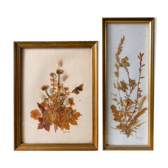 Pair of herbarium, flowers, butterfly