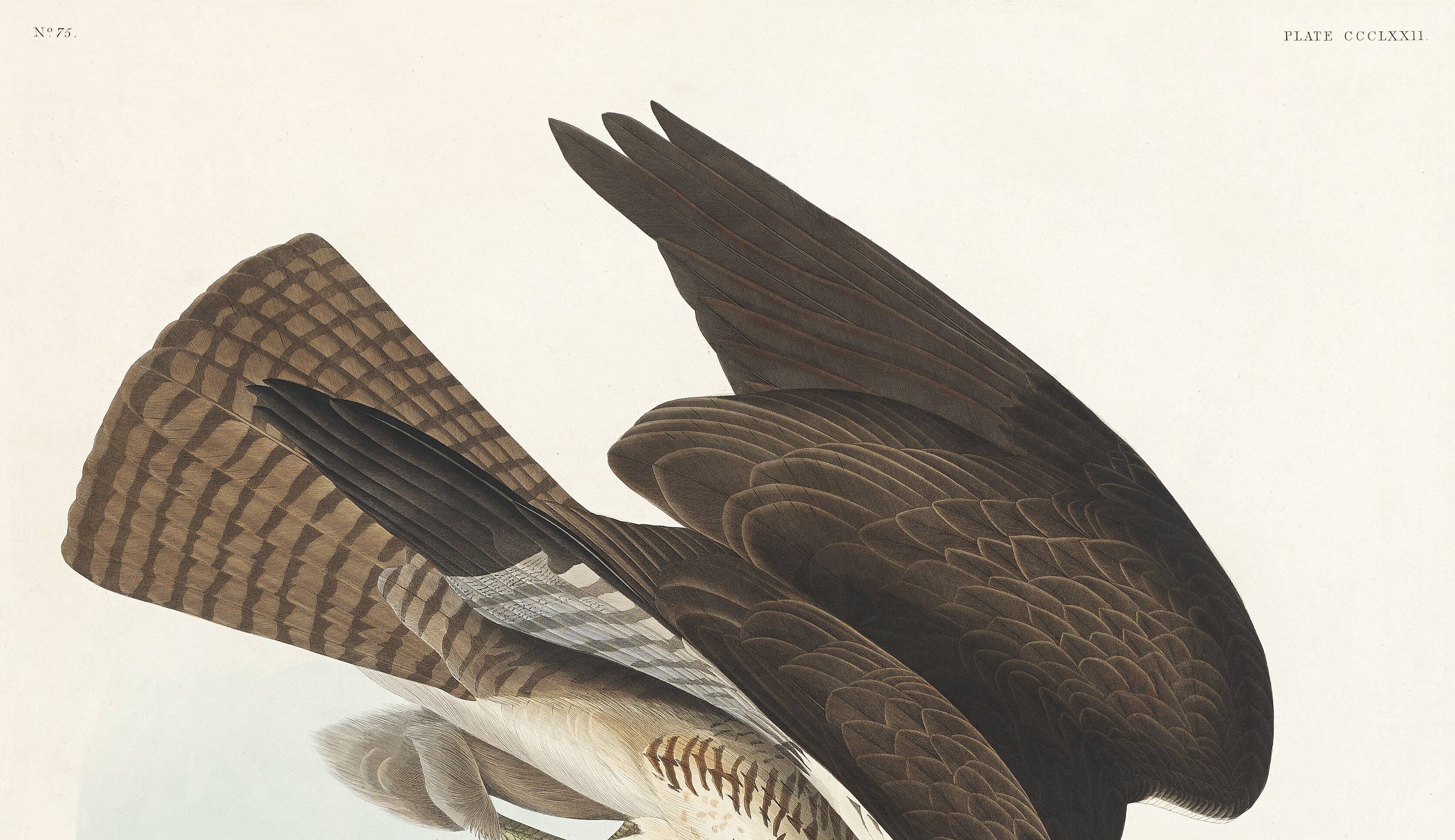 Poster about the Common Buzzard, based on an old engraving from 1827.