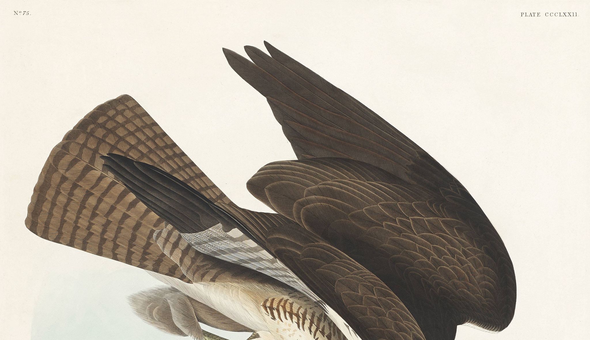 Affiche sur la Buse variable, d’après une gravure ancienne de 1827.