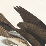 Poster about the Common Buzzard, based on an old engraving from 1827.