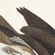 Poster about the Common Buzzard, based on an old engraving from 1827.