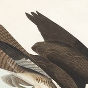 Affiche sur la Buse variable, d’après une gravure ancienne de 1827.