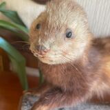 Taxidermy ferret curiosity cabinet