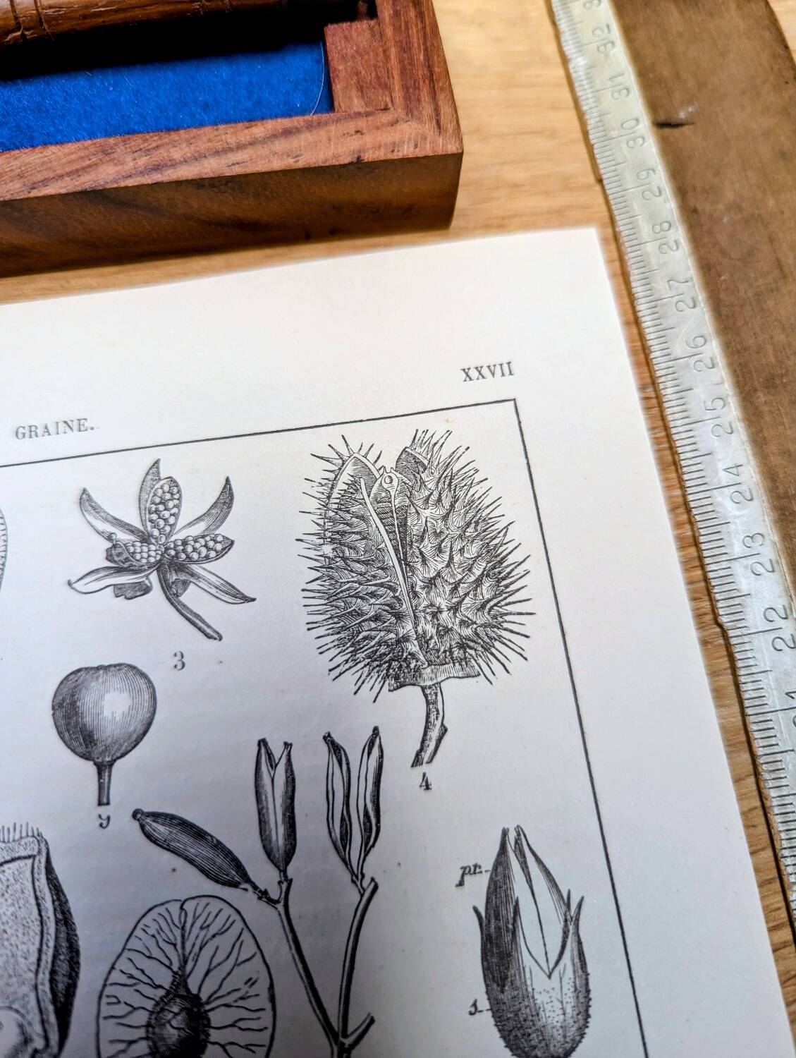 Printed in 1889, fruits and seeds. Antique botanical plate.