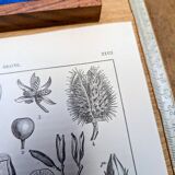 Printed in 1889, fruits and seeds. Antique botanical plate.