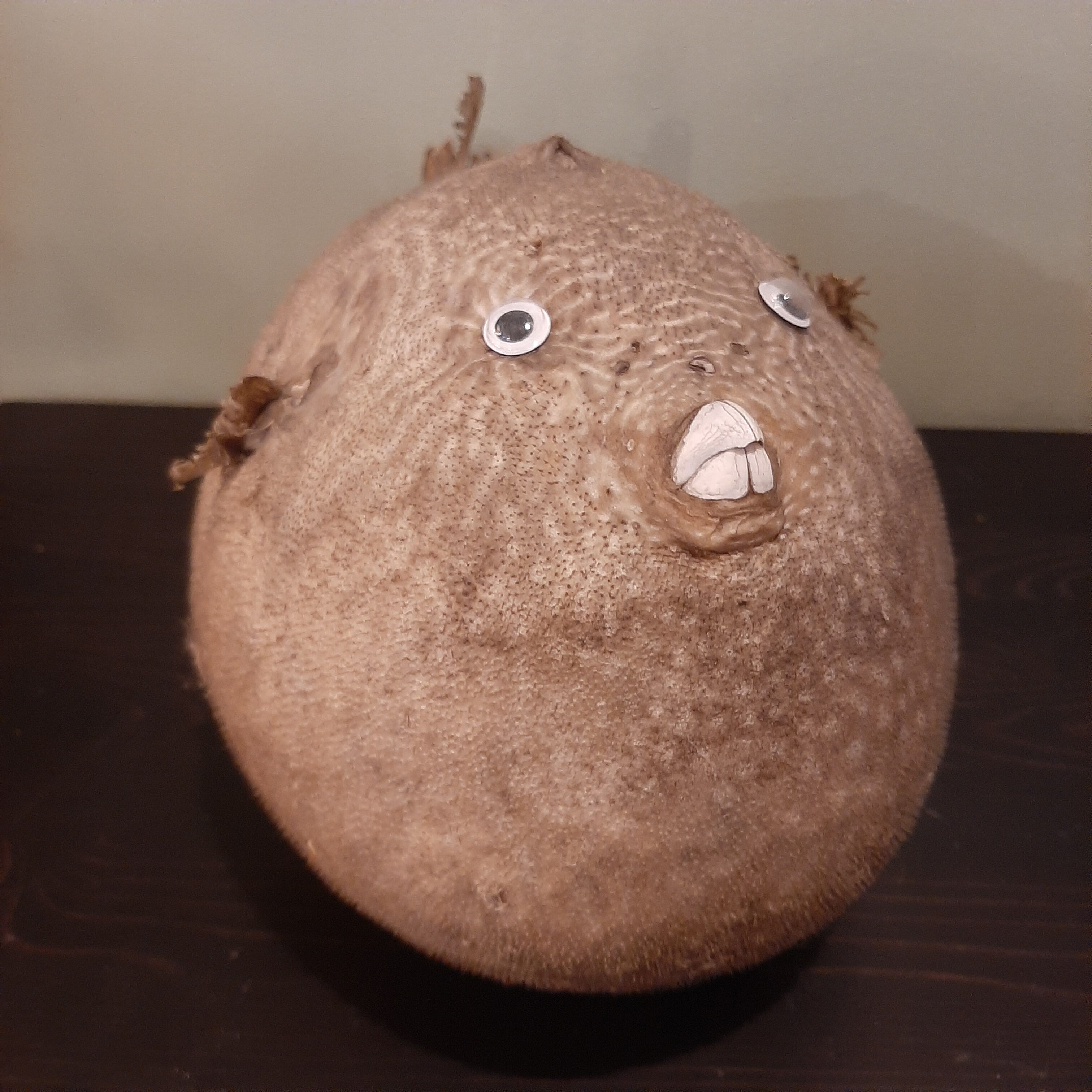 Taxidermie poisson lune