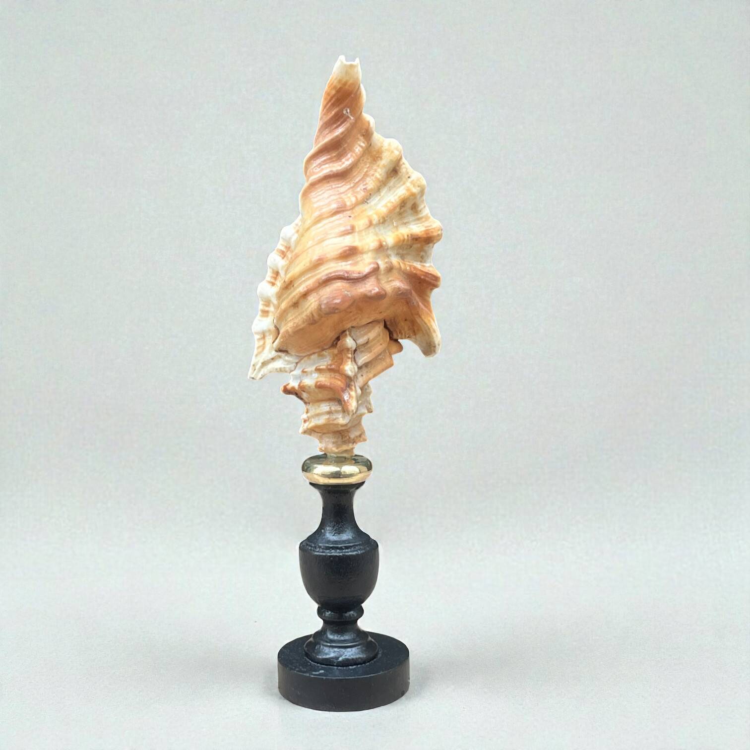 Cymatium Lotorium shell on a turned blackened wooden base, 19th century.