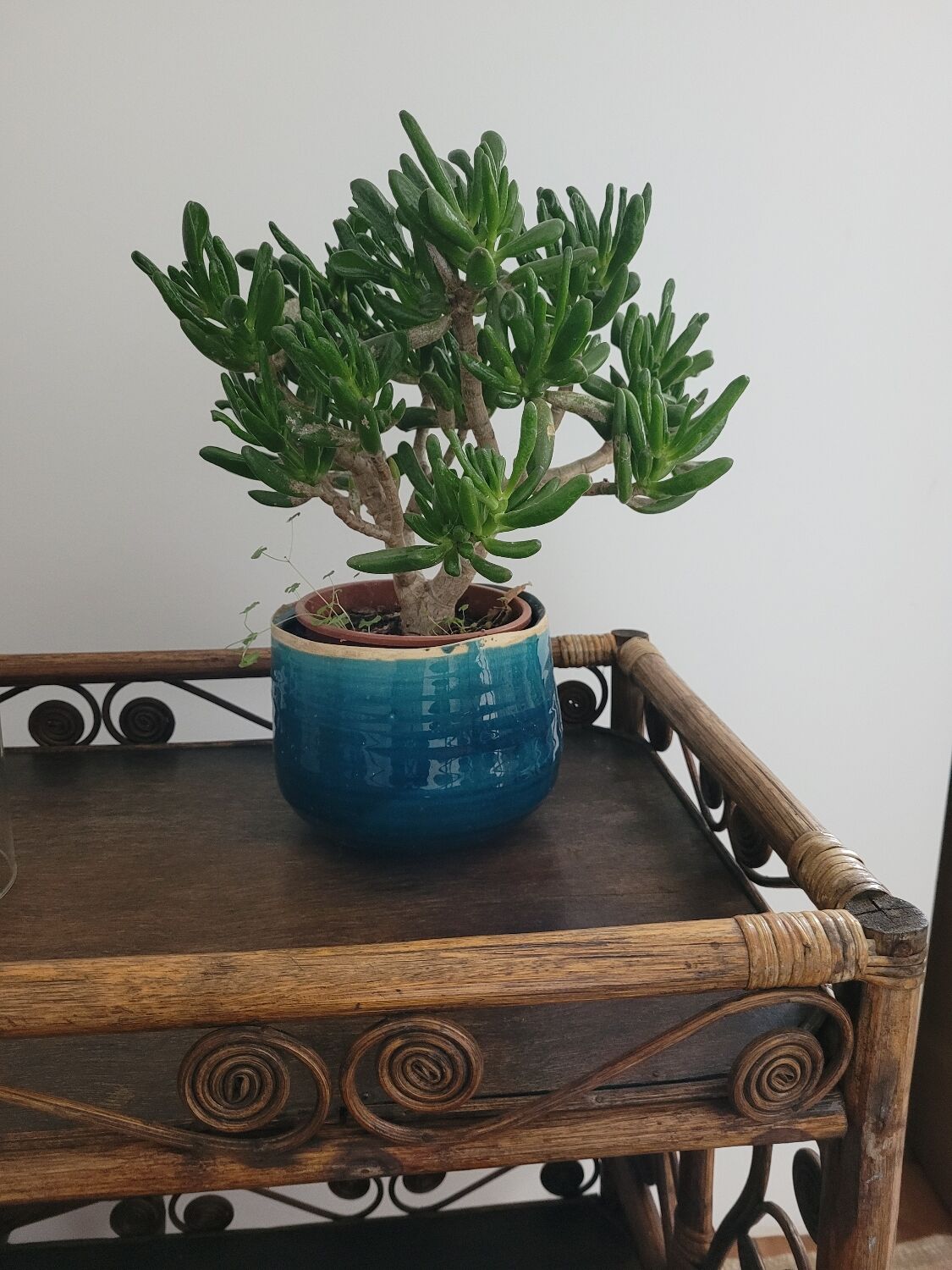 Bamboo and rattan dessert table in peacock style.