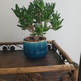 Bamboo and rattan dessert table in peacock style.