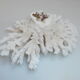Ancient natural white coral
