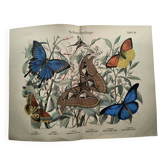 Gravure ancienne de 1886 - Papillons tropicaux (1) estampe vintage nature