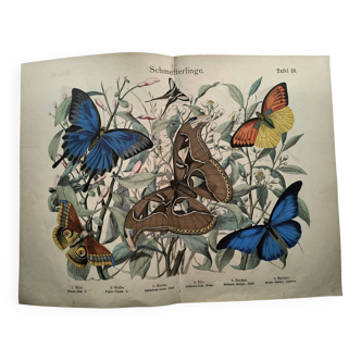 Old engraving from 1886 - Tropical butterflies (1) vintage nature print