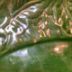 Plat barbotine vintage