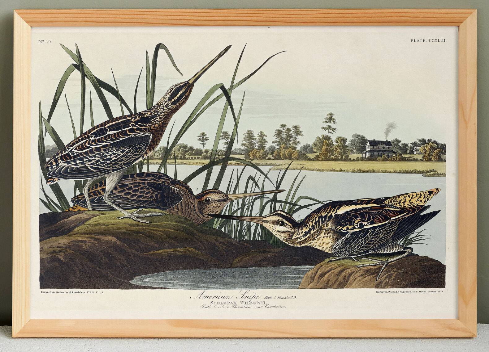 Affiche sur la Bécassine d’Amérique, d’après une gravure ancienne de 1827.
