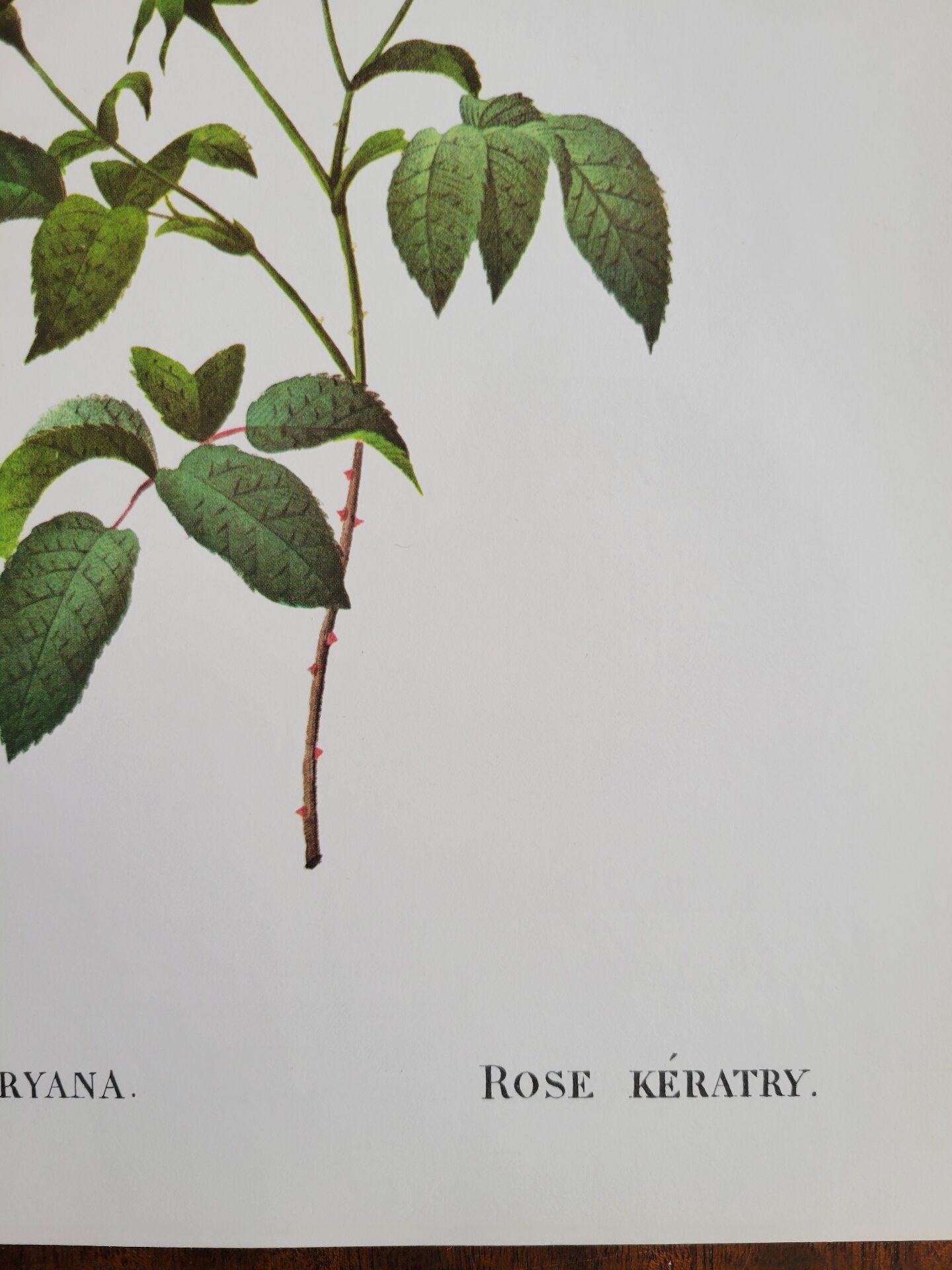 Botanical plate Rose Kératry, P.J. Redouté 1960