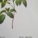 Botanical plate Rose Kératry, P.J. Redouté 1960