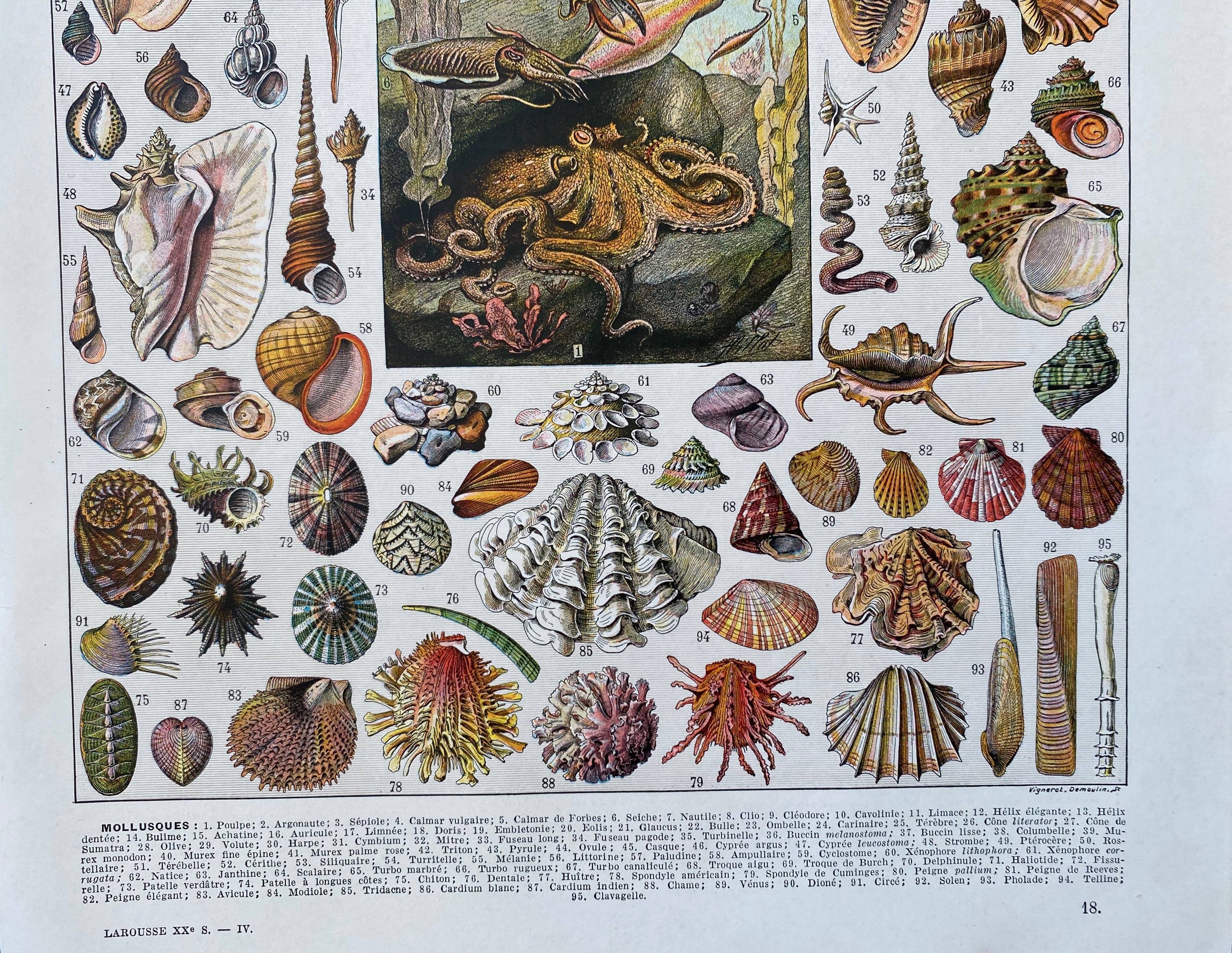 Illustration Millot "Mollusques"
