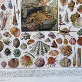 Illustration Millot "Mollusques"