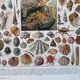 Illustration Millot "Mollusques"