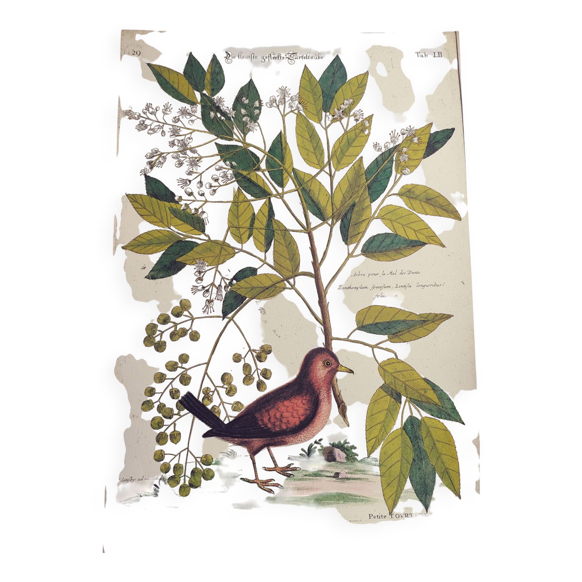 Antique bird engraving - Small Turtle Dove - Zoological plate by Seligmann