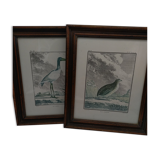 2 framed plates, quail and jabiru, buffon