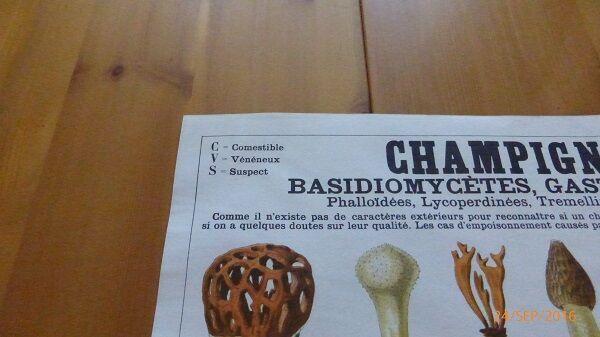 Educational poster DEYROLLE