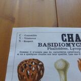 Educational poster DEYROLLE