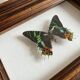Cadre papillon "Chrysiridia ripheus »