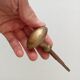 Antique olive door handle from the 19th century.