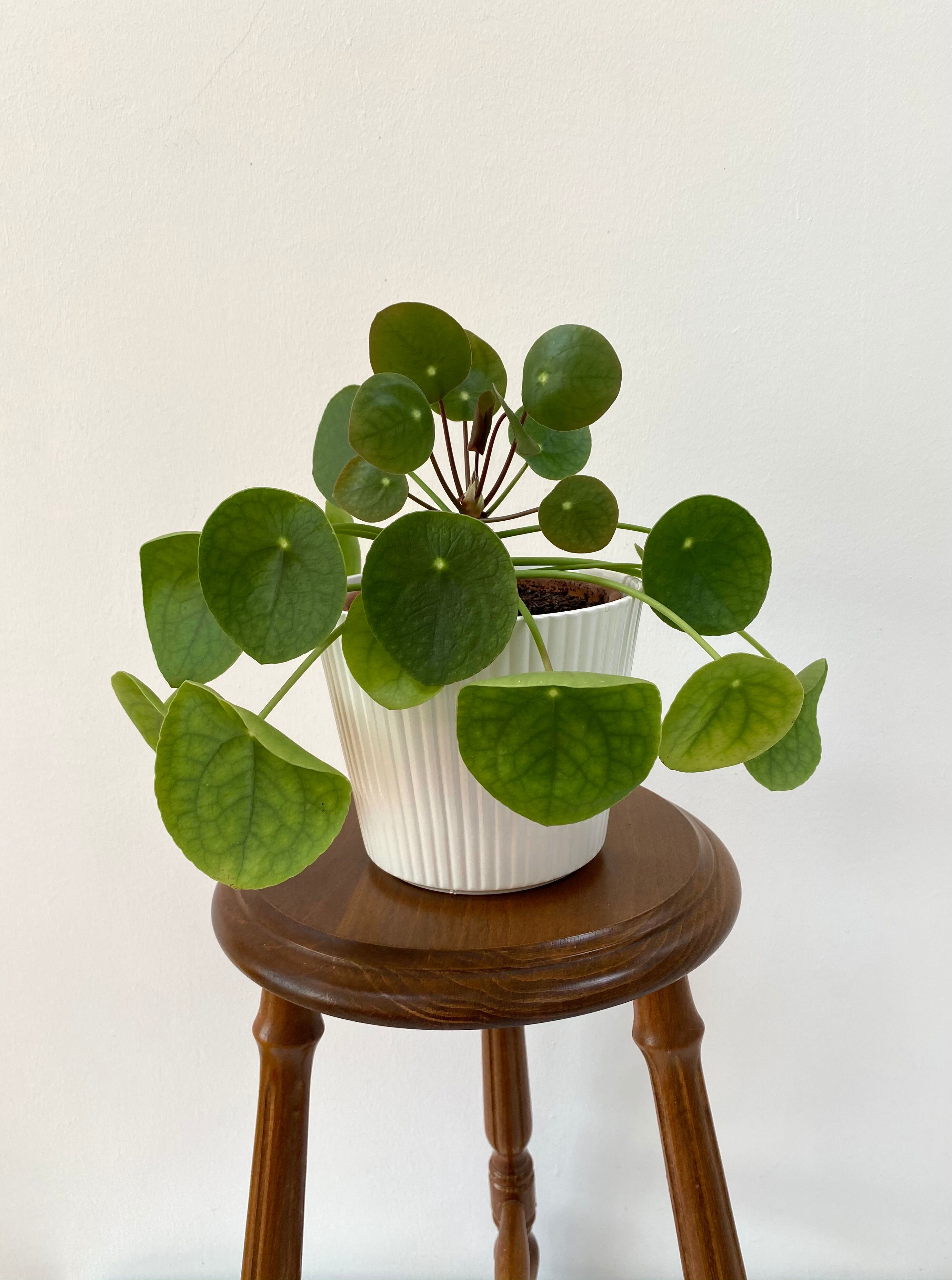 Vintage wooden tripod stool