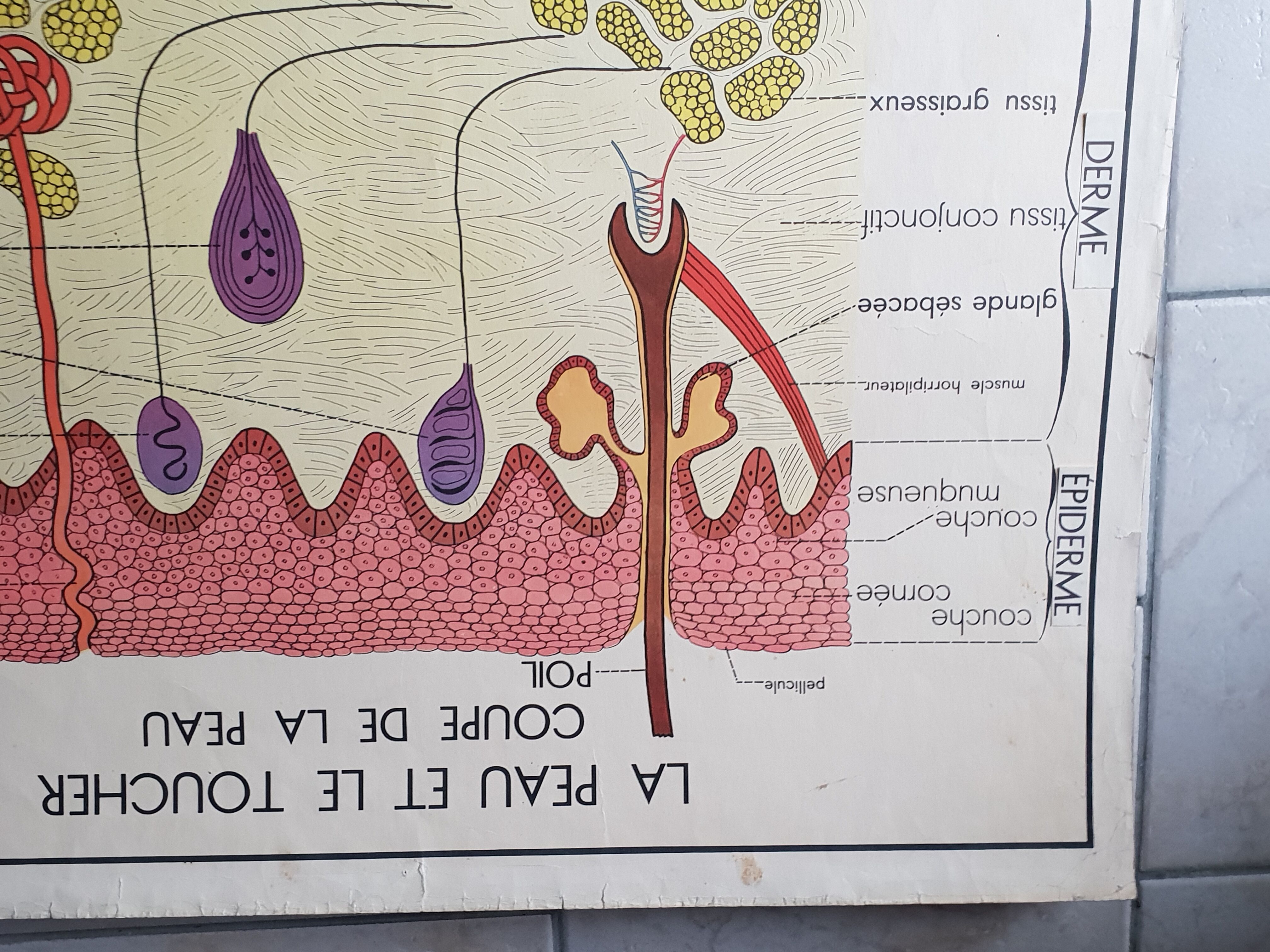 Poster school Nightingale skin no.18 No.17 system friendly
