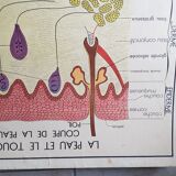 Poster school Nightingale skin no.18 No.17 system friendly