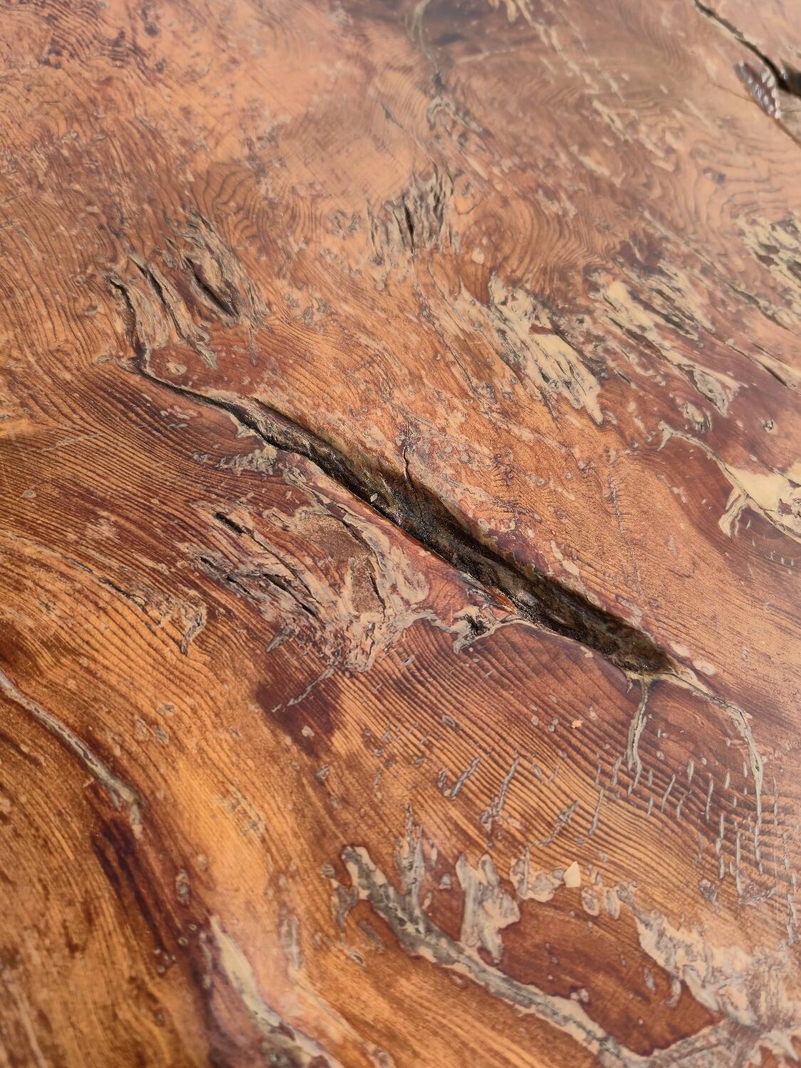 Brutalist coffee table made from solid elm tree trunk, 1950s