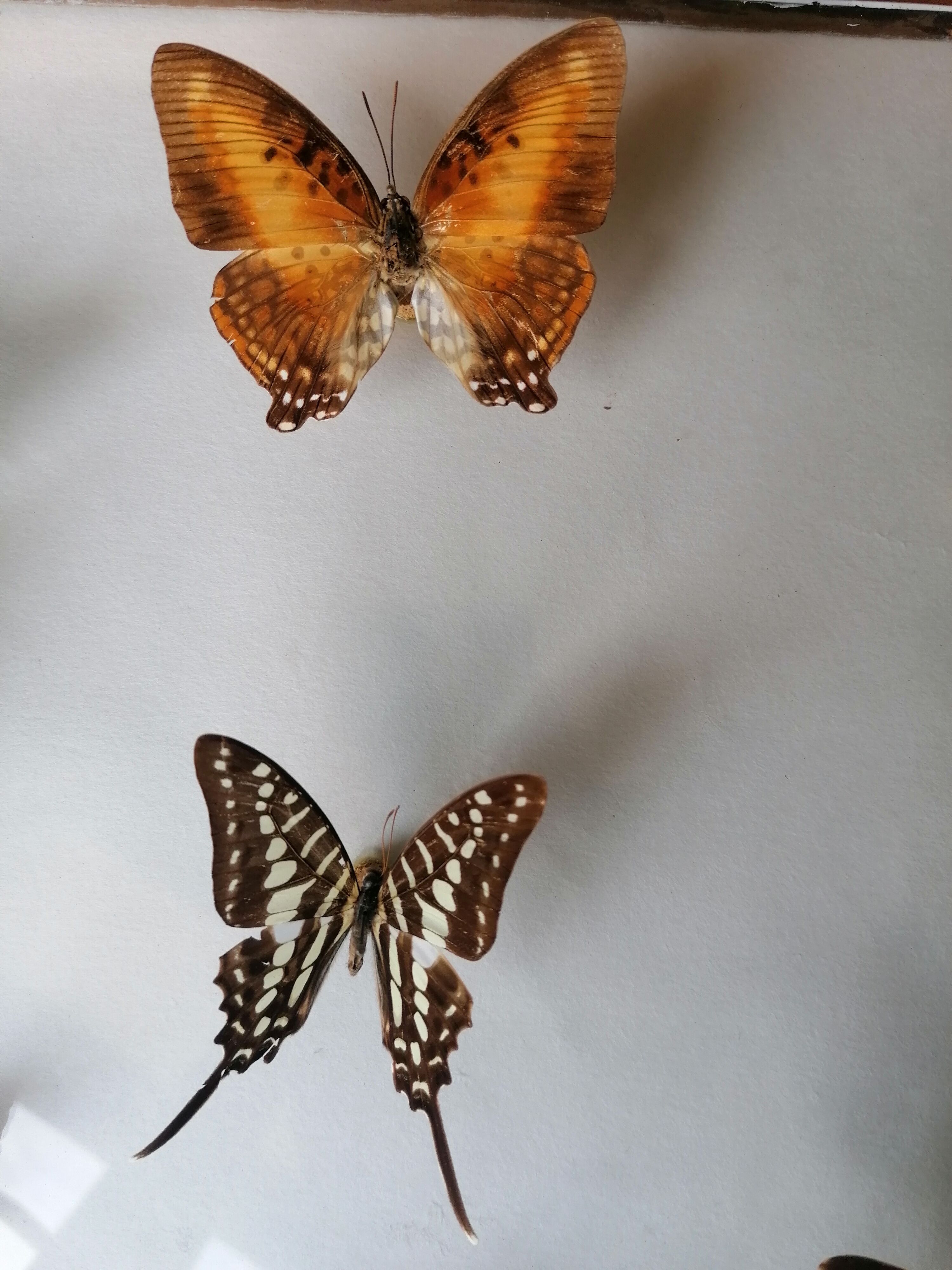 Cadre papillons taxidermie Kenya
