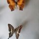 Cadre papillons taxidermie Kenya