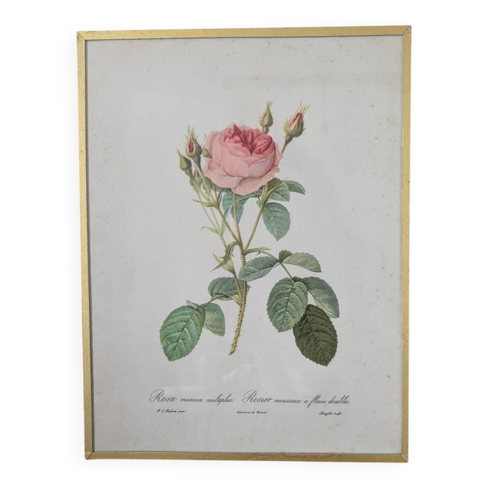 Framed lithograph of roses by P.J. Redouté